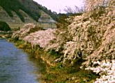 五町堤の桜