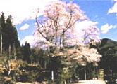 善勝寺の桜